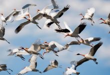 Flock of white birds with orange beaks flying across a bright blue sky.