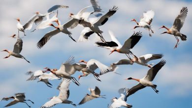 Flock of white birds with orange beaks flying across a bright blue sky.