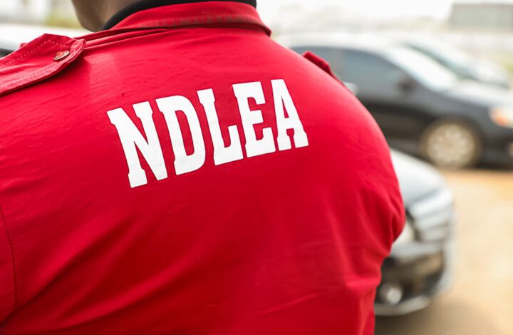 NDLEA - The Times of Abuja Person wearing a bright red NDLEA jacket seen from behind, with parked cars in the background.