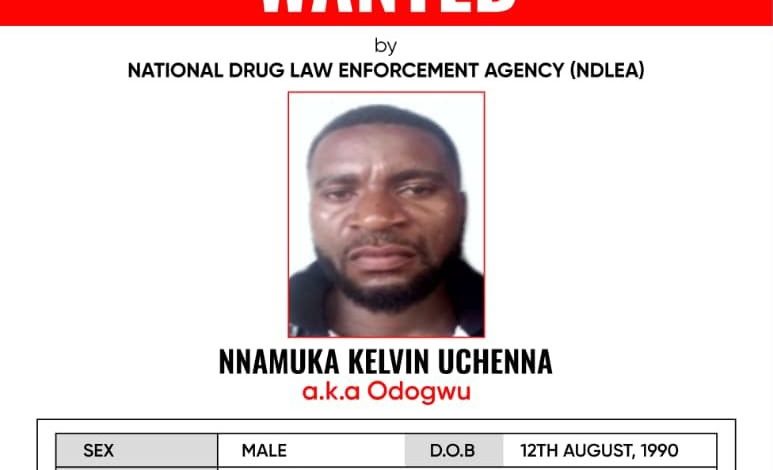 Nnamuka Kelvin Uchenna - The Times of Abuja Wanted poster from the NDLEA for Nnamuka Kelvin Uchenna, aka Odogwu; shows his photo and identifying details (Male, Nigerian, Black, DOB 12 August 1990).